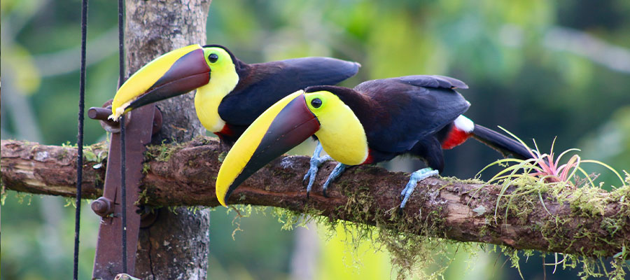 toucans-in-costa-rica