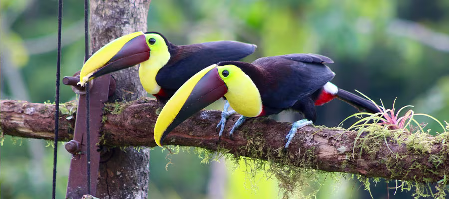 toucans-in-costa-rica