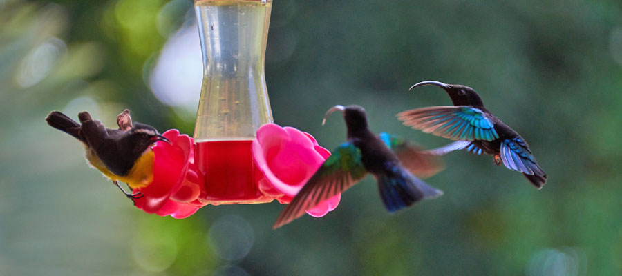 Hummingbird