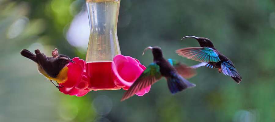 Hummingbird