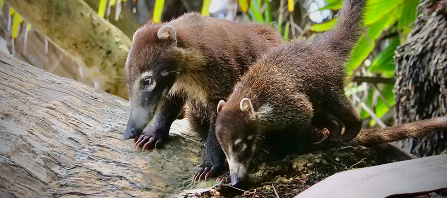 coati-et-bebe-costa-rica