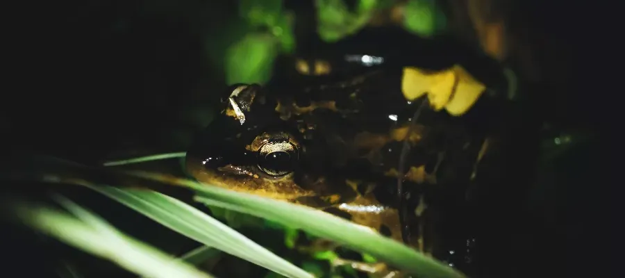 NIGHT WALK MONTEVERDE