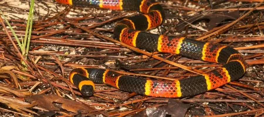serpiente de coral