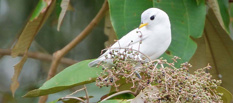 Yellow-billed-cotinga