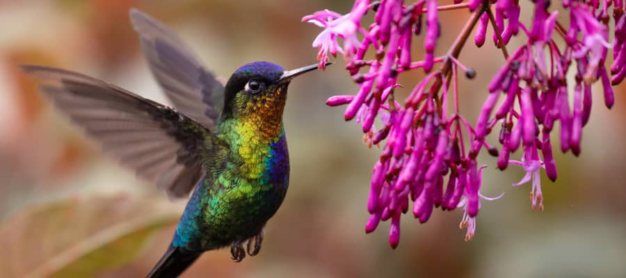 Nature Photography