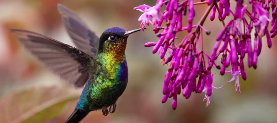 Nature Photography