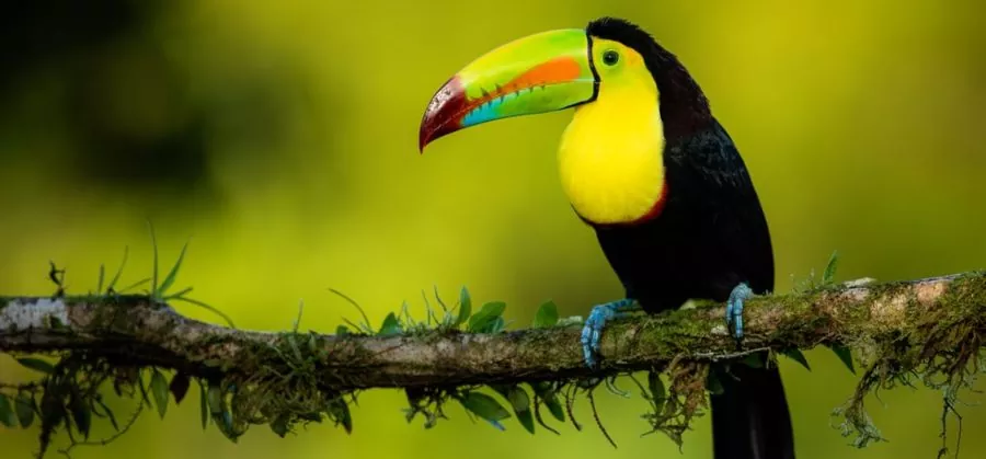 LE TOUCAN
