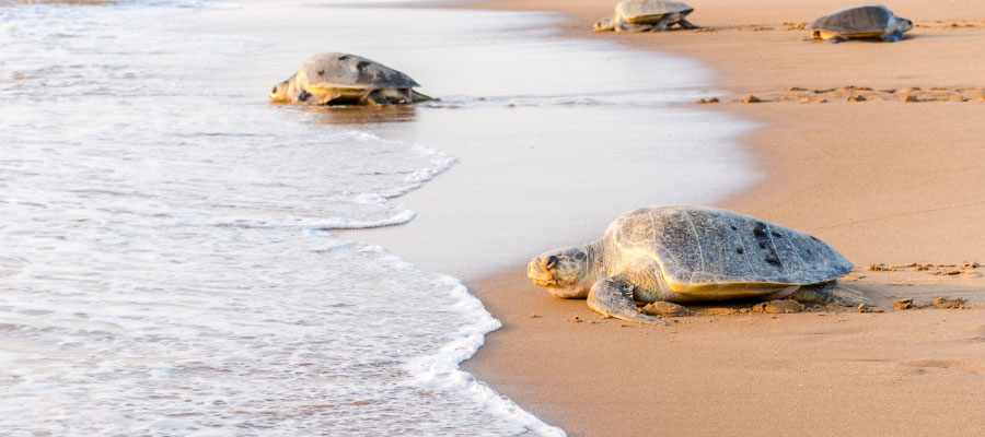 olive-turtles-nesting