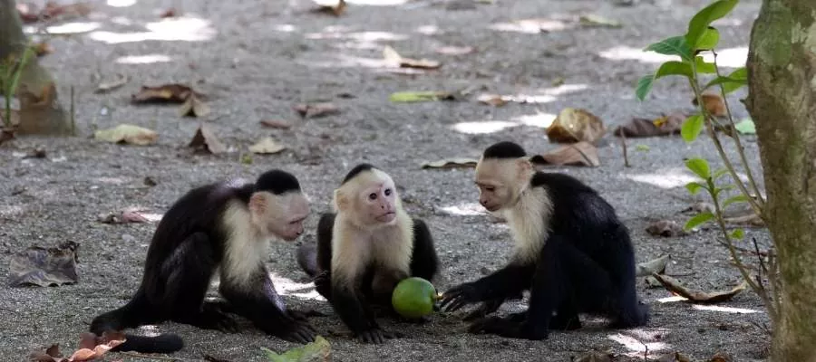 Singes capucins