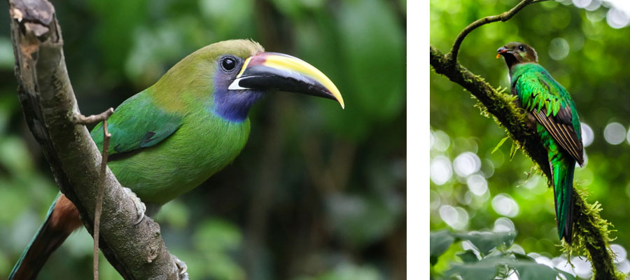 birds-santa-elena-monteverde
