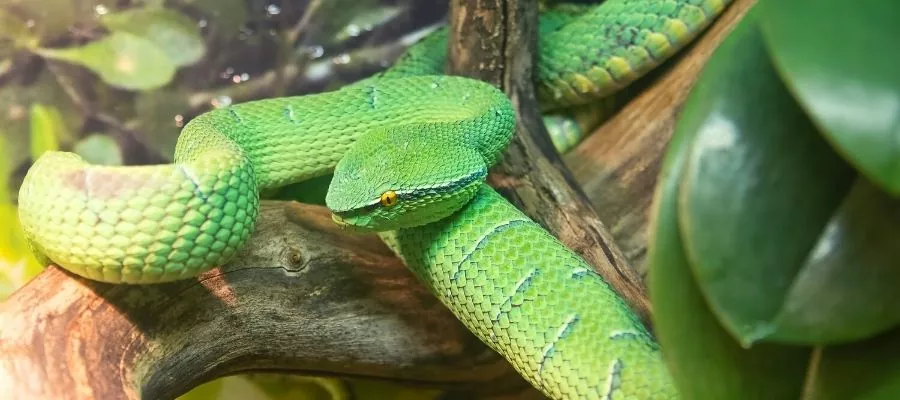PALM VIPER