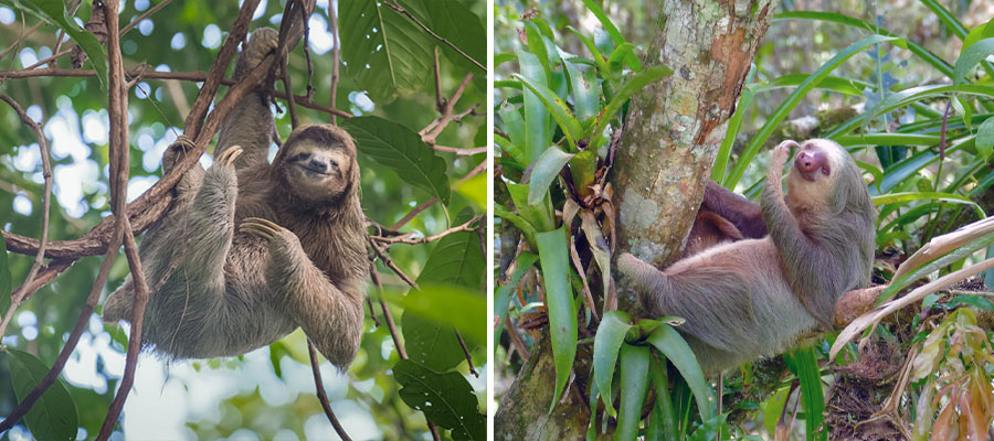 sloths-2-species