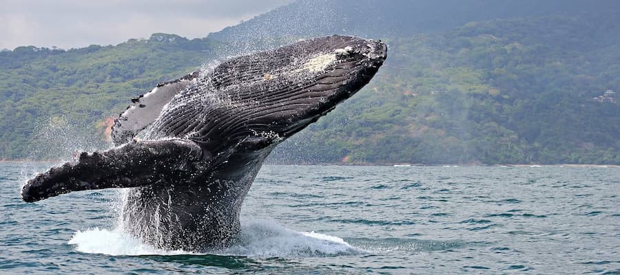 LES BALEINES À UVITA