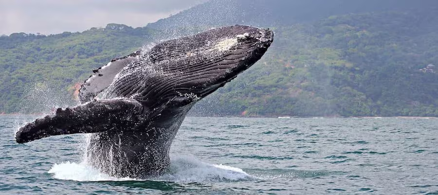 LES BALEINES À UVITA