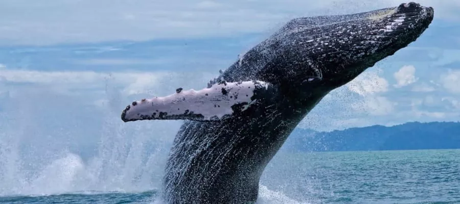 HUMPBACK WHALE WATCHING IN UVITA