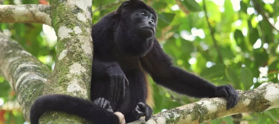 INTERNATIONAL ANIMAL RESCUE COSTA RICA
