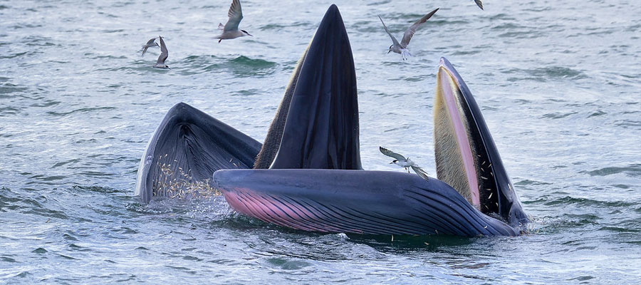 bryde-s-whales