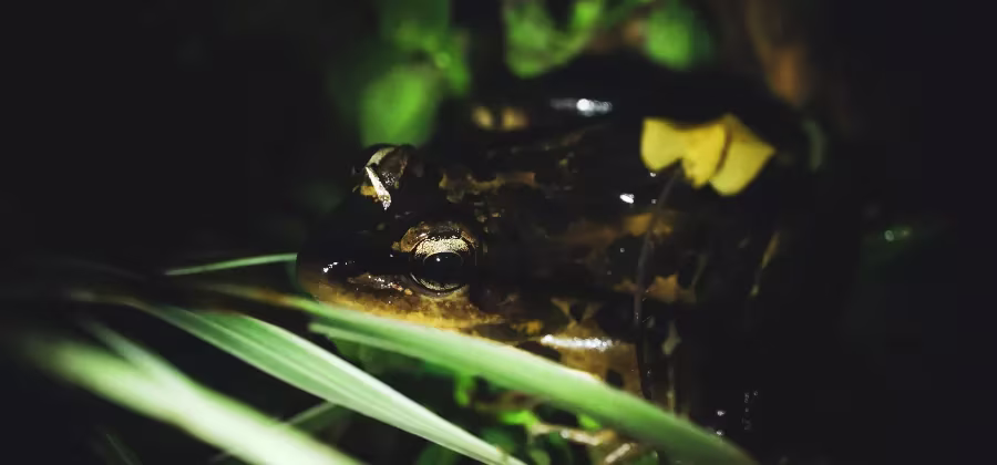 RANDONNĂE NOCTURNE
