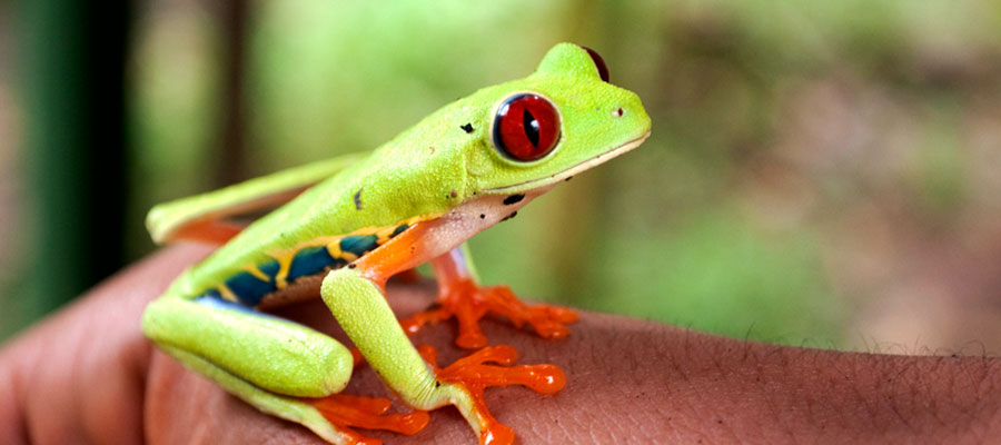 frogs-costa-rica