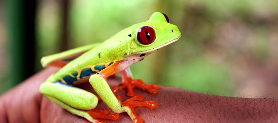 frogs-costa-rica