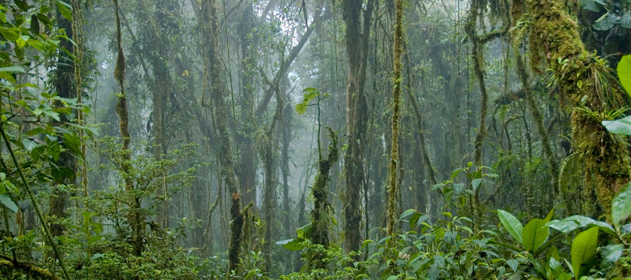 cloud-forest-costa-rica