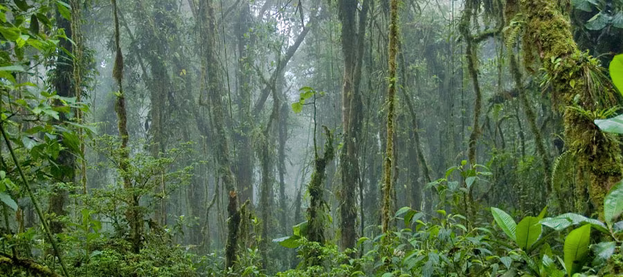 cloud-forest-costa-rica