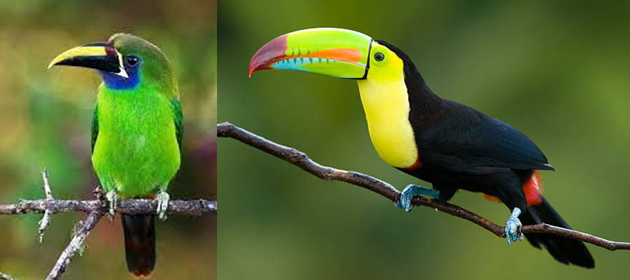 toucan-species-2