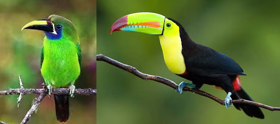 toucan-species-2