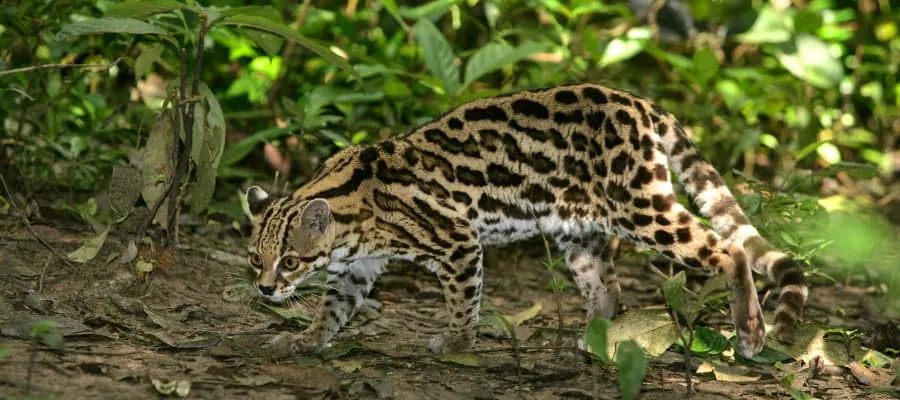 MARGAY