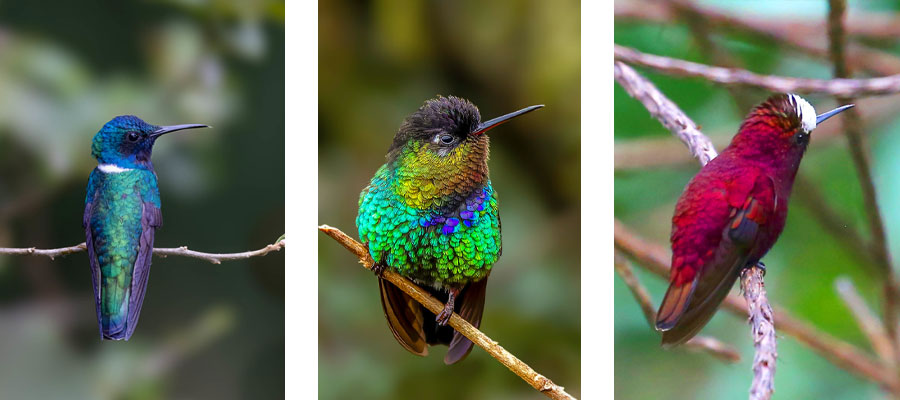 colibris-turrialba