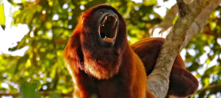 VISITER LE ALTURAS WILDLIFE SANCTUARY
