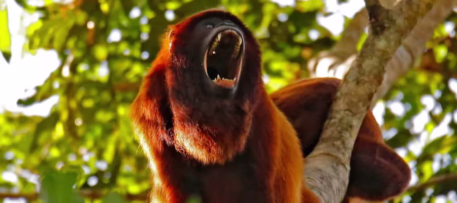 VISITER LE ALTURAS WILDLIFE SANCTUARY