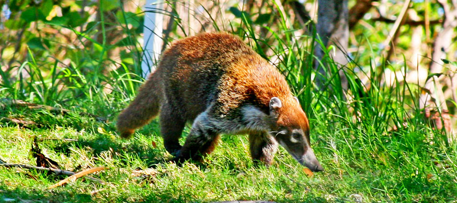 un-gros-coati-male