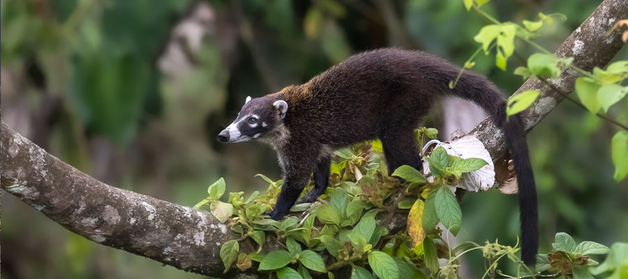 coati-costa-rica