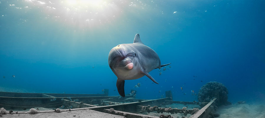 dolphin