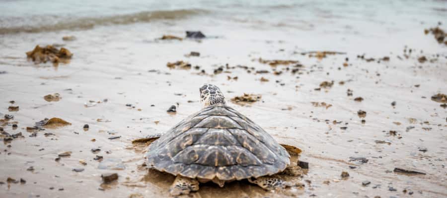 Comportement à adopter avec les tortues