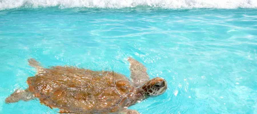 La tortue verte