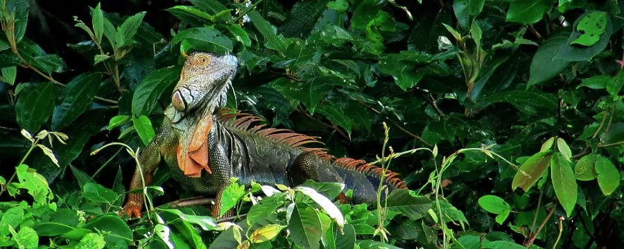 IGUANAS AND GARROBOS