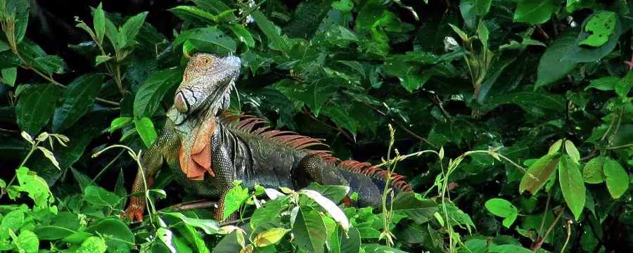 IGUANAS AND GARROBOS