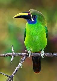 LE TOUCANET ÉMERAUDE
