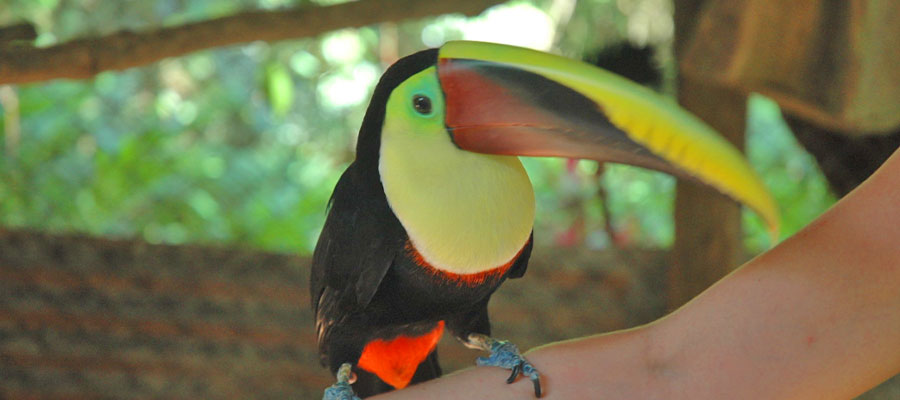 toucans-nauyaca