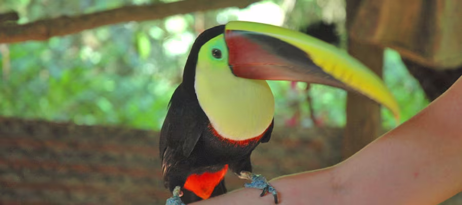 toucans-nauyaca