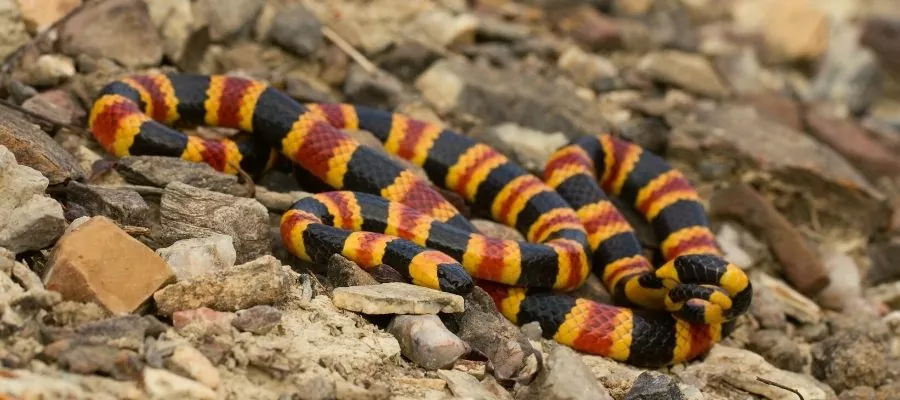 Les serpents