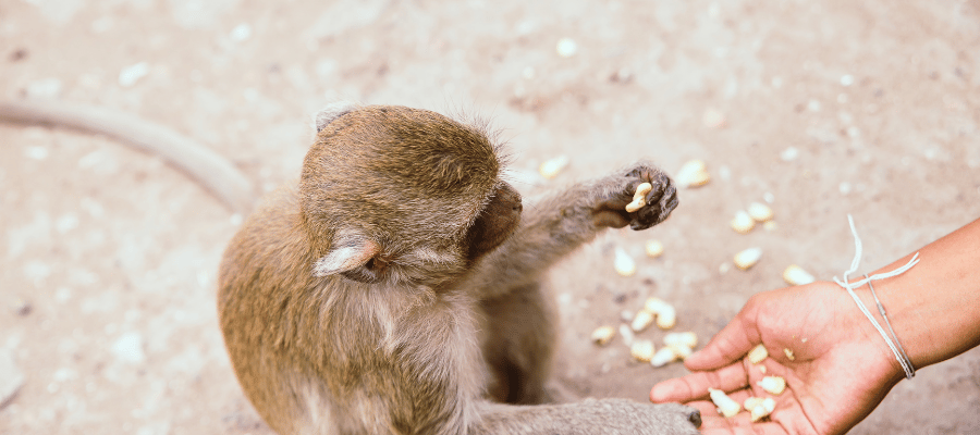 Les singes au Costa Rica
