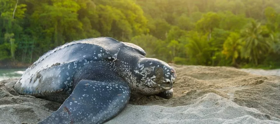 TORTUES AU PARC NATIONAL LAS BAULAS