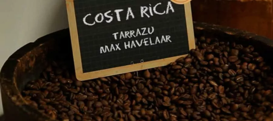 PLANTATION DE CAFÉ 