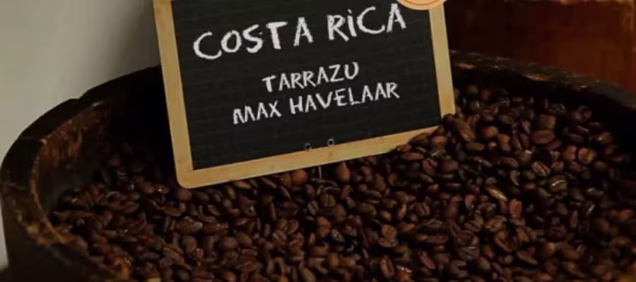 PLANTATION DE CAFÉ