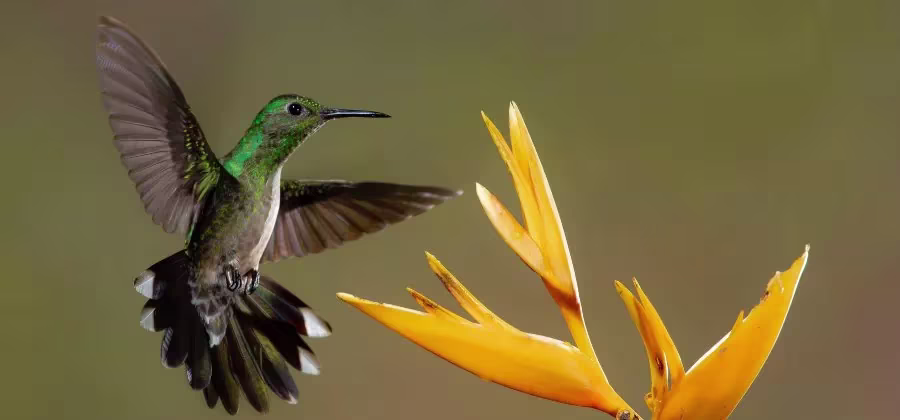 Colibríes