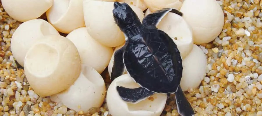 SEA TURTLE LAYING EGGS - GUANACASTE IN COSTA RICA 