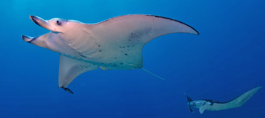 ray-mantas-costa-rica